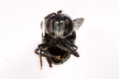 Microdon craigheadii