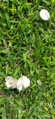 Agaricineae