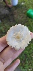 Agaricineae