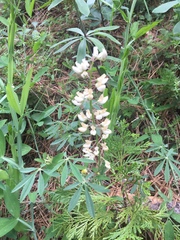 Lupinus albicaulis