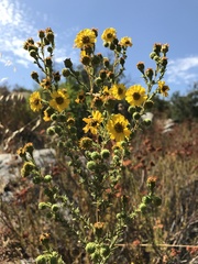 Deinandra floribunda