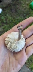 Agaricineae