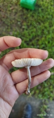 Agaricineae