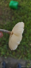 Agaricineae