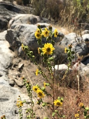 Deinandra floribunda