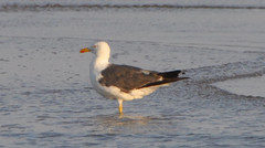 Larus fuscus graellsii