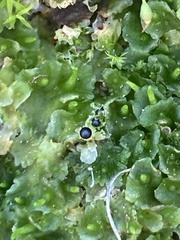 Fossombronia longiseta