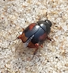 Sphaeridium scarabaeoides