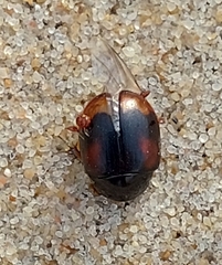 Sphaeridium scarabaeoides