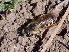 Halictus fulvipes