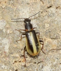 Attalus limbatus