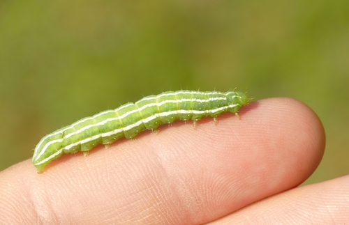 Mouse Moth