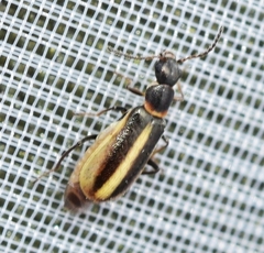 Attalus limbatus