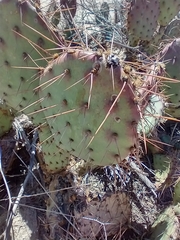 Opuntia