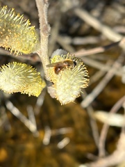 Cheilosia grossa