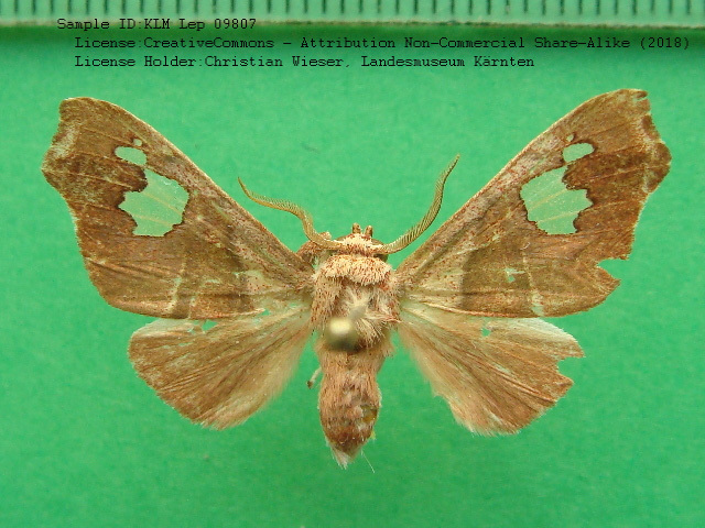 Zatrephes marmorata