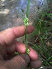 Carex crebriflora