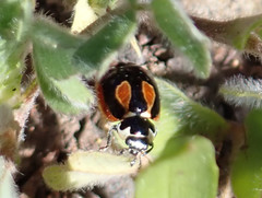 Coccinella miranda