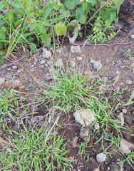 Eragrostis tenella insularis