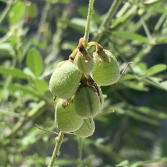 Crotalaria macrocarpa