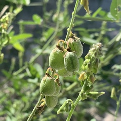 Crotalaria macrocarpa