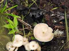 Lentinus