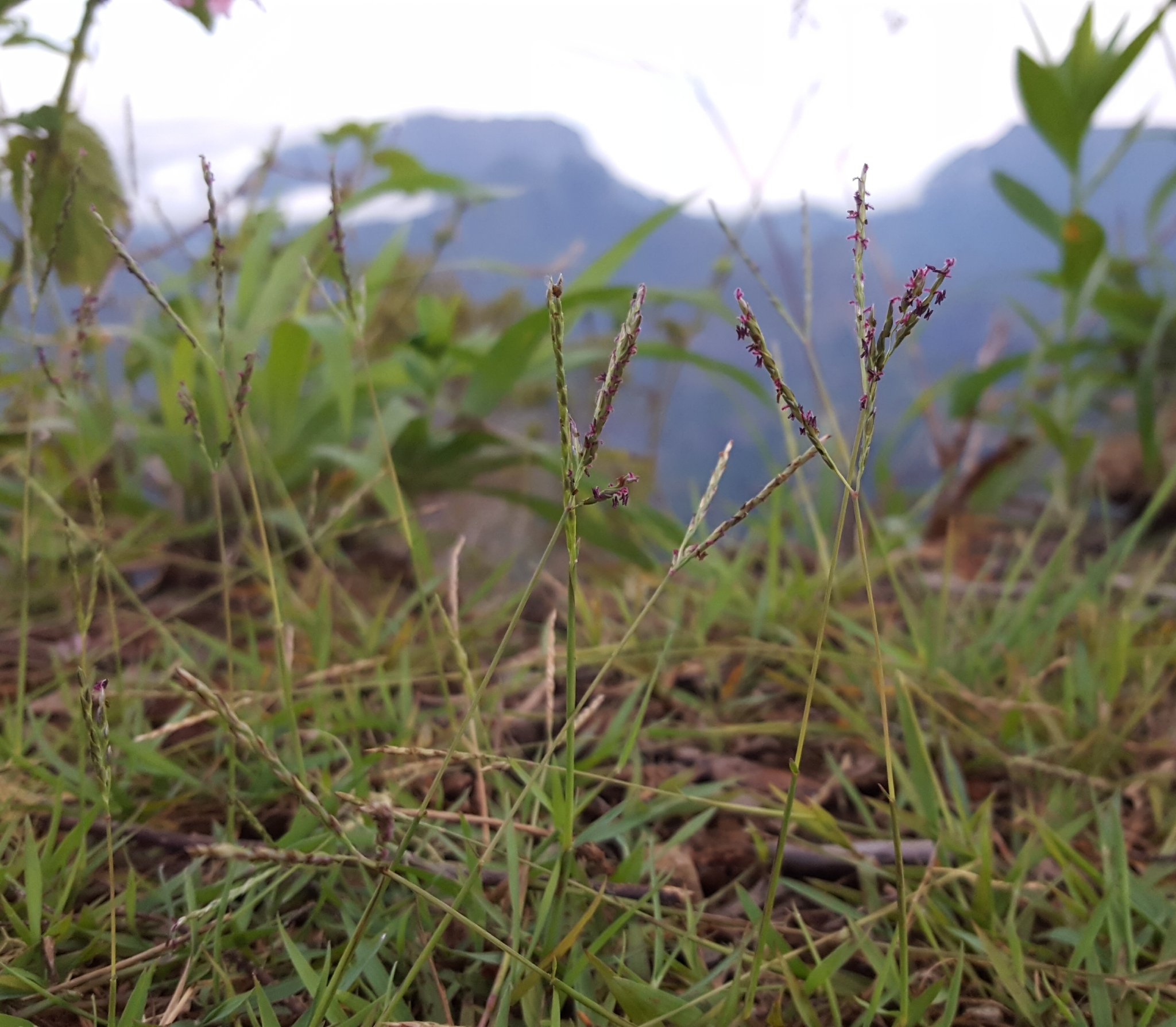 (c) François Rousseu, certains droits réservés (CC BY-NC) https://www.inaturalist.org/observations/108379779