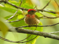 Machaeropterus striolatus
