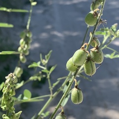 Crotalaria macrocarpa