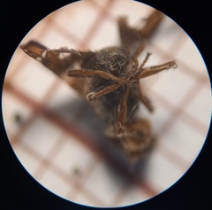 Procecidochares utilis