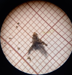 Procecidochares utilis