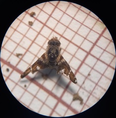 Procecidochares utilis