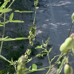 Crotalaria macrocarpa