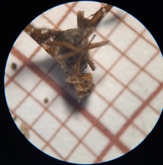 Procecidochares utilis