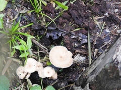 Lentinus