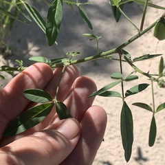 Crotalaria macrocarpa