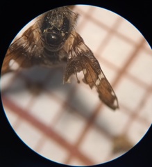 Procecidochares utilis