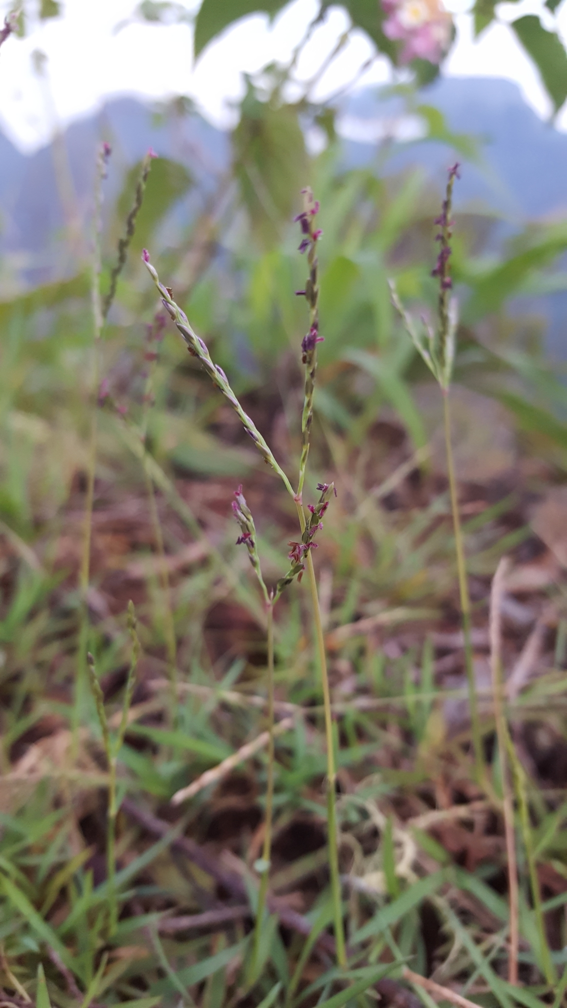 (c) François Rousseu, certains droits réservés (CC BY-NC) https://www.inaturalist.org/observations/108379779
