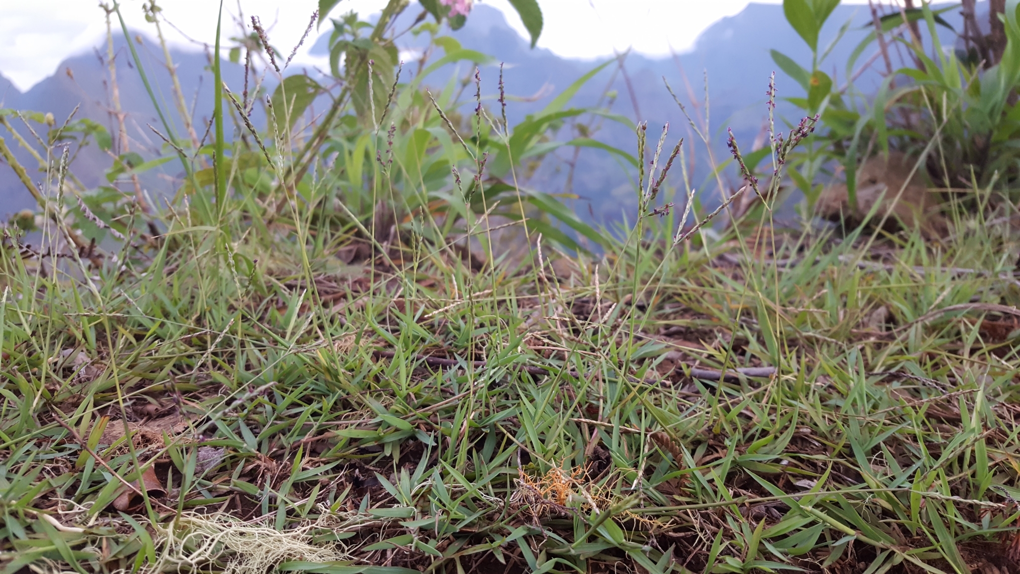 (c) François Rousseu, certains droits réservés (CC BY-NC) https://www.inaturalist.org/observations/108379779