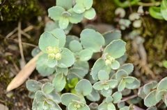 Phedimus subcapitatum