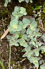 Phedimus subcapitatum