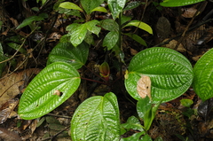Phyllagathis