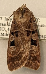 Euxoa tessellata