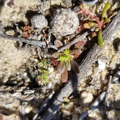 Chorizanthe procumbens