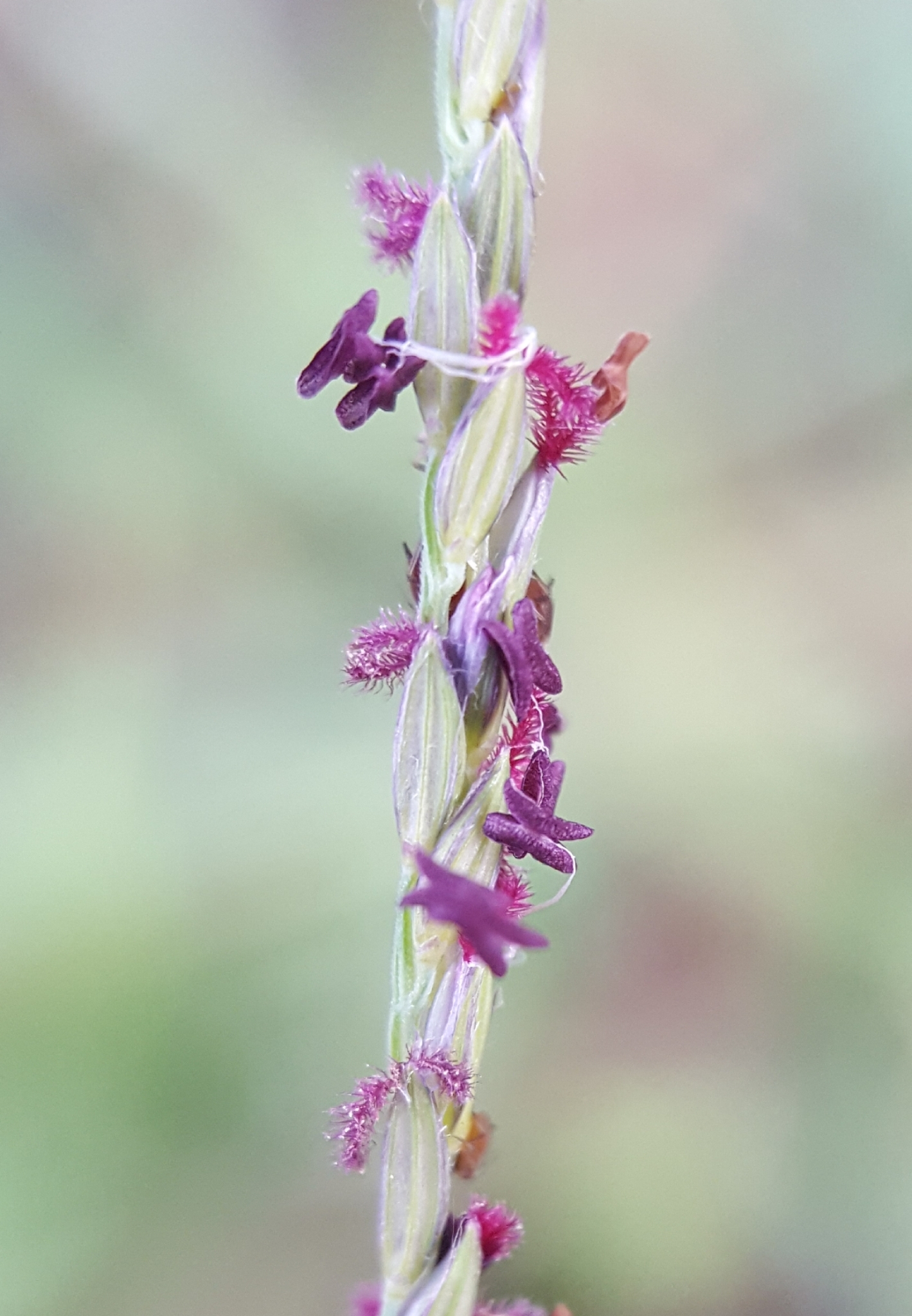 (c) François Rousseu, certains droits réservés (CC BY-NC) https://www.inaturalist.org/observations/108379779