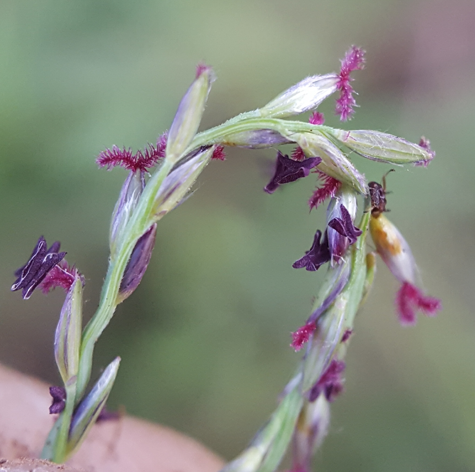 (c) François Rousseu, certains droits réservés (CC BY-NC) https://www.inaturalist.org/observations/108379779