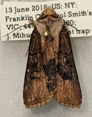 Agrotis obliqua