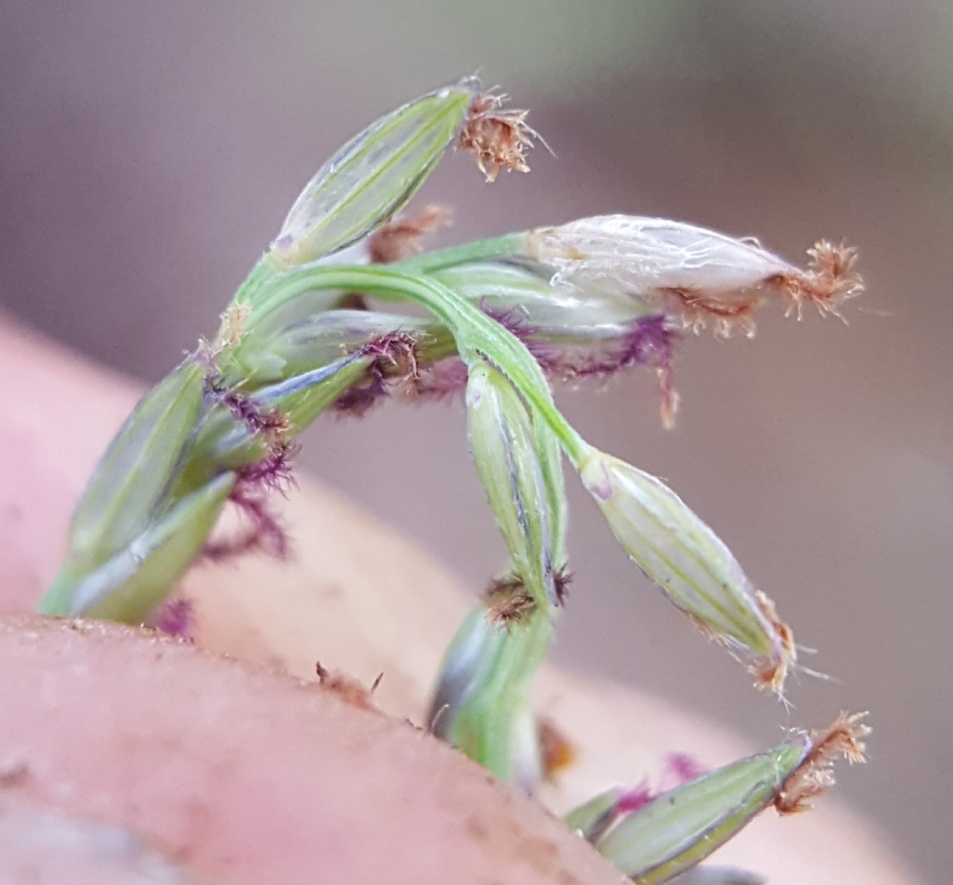 (c) François Rousseu, certains droits réservés (CC BY-NC) https://www.inaturalist.org/observations/108379779