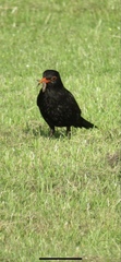 Turdus merula