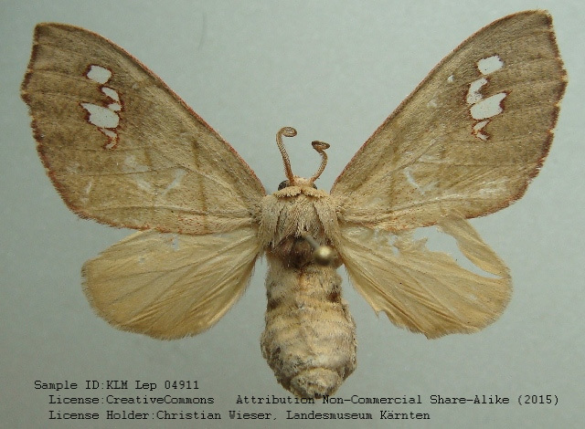 Zatrephes mirabilis